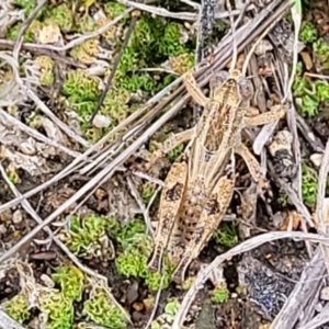 Brachyexarna lobipennis at Stromlo, ACT - 13 Dec 2021