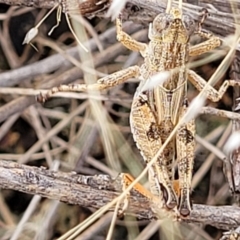 Brachyexarna lobipennis at Stromlo, ACT - 13 Dec 2021 03:29 PM