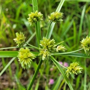 Cyperus eragrostis at Stromlo, ACT - 13 Dec 2021