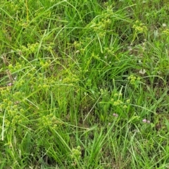 Cyperus eragrostis at Stromlo, ACT - 13 Dec 2021