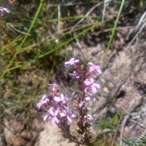 Stylidium sp. at Shoal Bay, NSW - 13 Dec 2021 02:45 PM