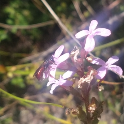 Apiformes (informal group) (Unidentified bee) at Shoal Bay, NSW - 13 Dec 2021 by LyndalT