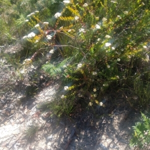 Platysace lanceolata at Shoal Bay, NSW - 13 Dec 2021
