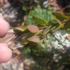 Platysace lanceolata at Shoal Bay, NSW - 13 Dec 2021