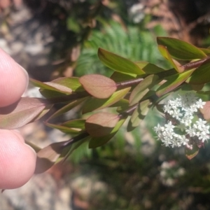 Platysace lanceolata at Shoal Bay, NSW - 13 Dec 2021