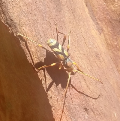 Unidentified Longhorn beetle (Cerambycidae) at Shoal Bay, NSW - 13 Dec 2021 by LyndalT