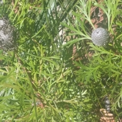 Isopogon anemonifolius (Common Drumsticks) at Tomaree National Park - 13 Dec 2021 by LyndalT