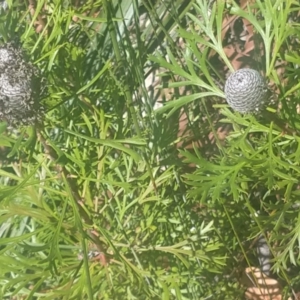 Isopogon anemonifolius at Shoal Bay, NSW - 13 Dec 2021