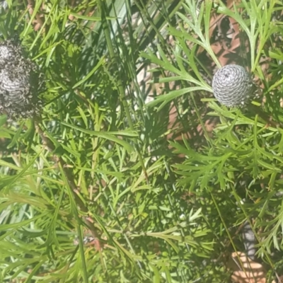 Isopogon anemonifolius (Common Drumsticks) at Tomaree National Park - 13 Dec 2021 by LyndalT