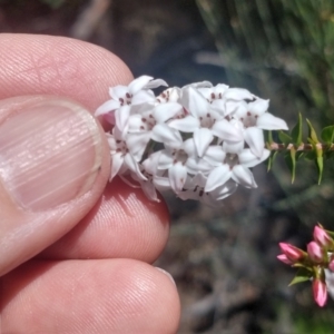 Epacris pulchella at Shoal Bay, NSW - 13 Dec 2021