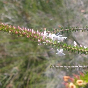 Epacris pulchella at Shoal Bay, NSW - 13 Dec 2021