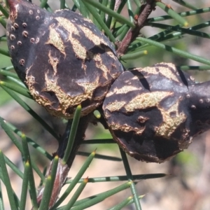 Hakea sericea at Shoal Bay, NSW - 13 Dec 2021