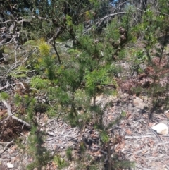 Hakea sericea at Shoal Bay, NSW - 13 Dec 2021