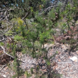 Hakea sericea at Shoal Bay, NSW - 13 Dec 2021 02:27 PM