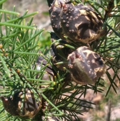 Hakea sericea at Shoal Bay, NSW - 13 Dec 2021