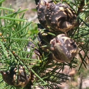 Hakea sericea at Shoal Bay, NSW - 13 Dec 2021