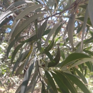 Acacia binervia at Shoal Bay, NSW - 13 Dec 2021