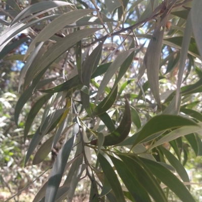 Acacia binervia (Coastal Myall, Kai'arrewan) at Tomaree National Park - 13 Dec 2021 by LyndalT