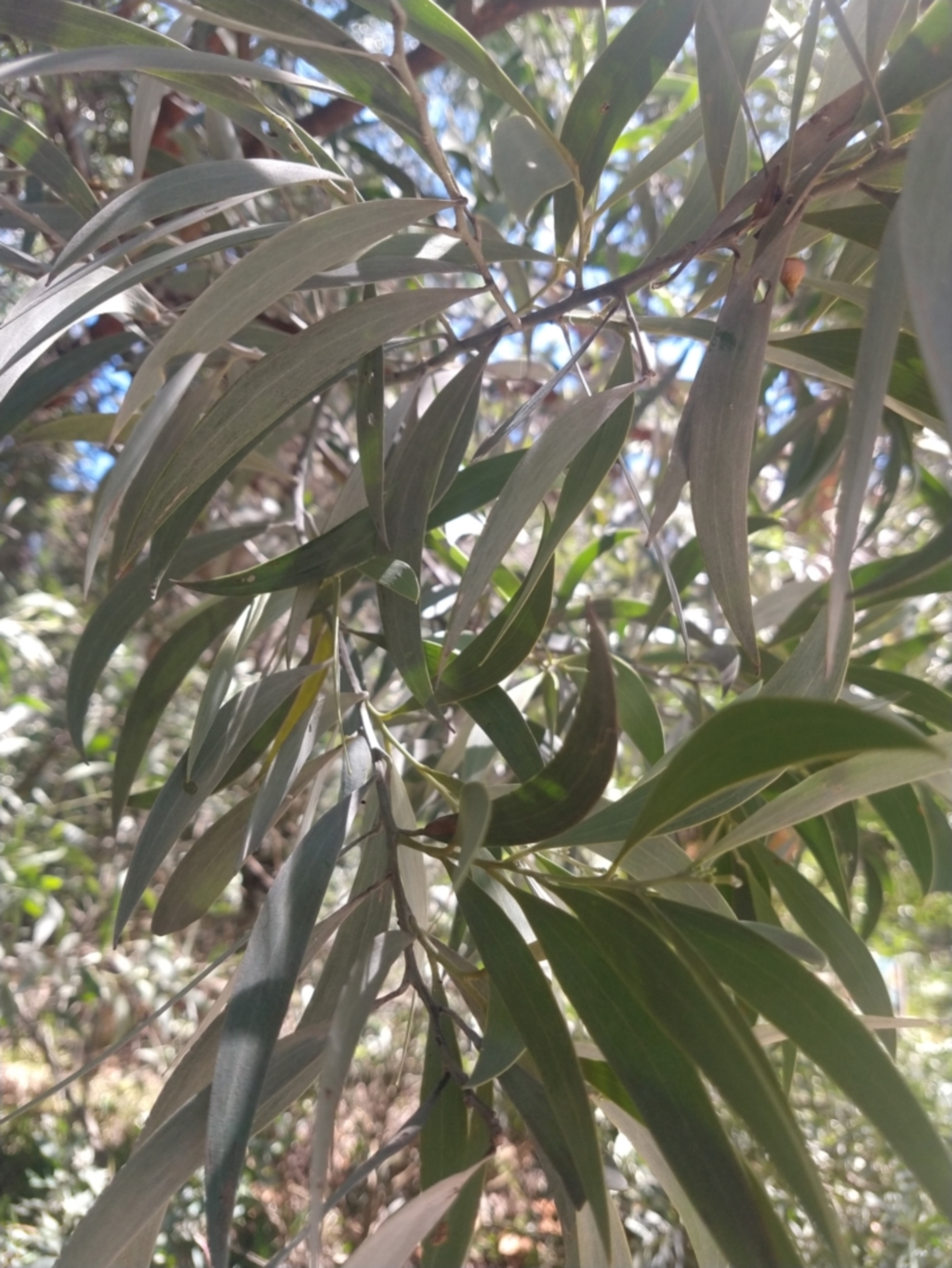 Acacia binervia at Shoal Bay, NSW - 13 Dec 2021