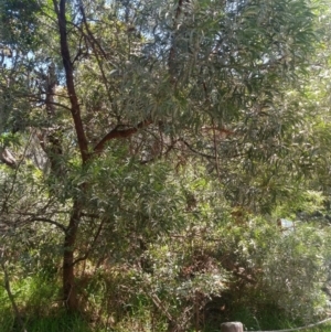 Acacia binervia at Shoal Bay, NSW - 13 Dec 2021