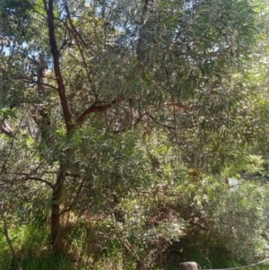 Acacia binervia at Shoal Bay, NSW - 13 Dec 2021 02:17 PM
