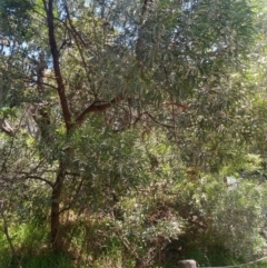 Acacia binervia at Shoal Bay, NSW - 13 Dec 2021