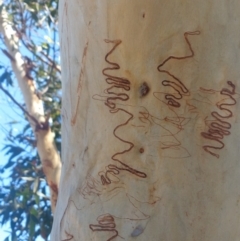 Eucalyptus haemastoma (Scribbly Gum) at Nelson Bay, NSW - 13 Dec 2021 by LyndalT