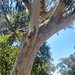 Eucalyptus haemastoma at Nelson Bay, NSW - 13 Dec 2021