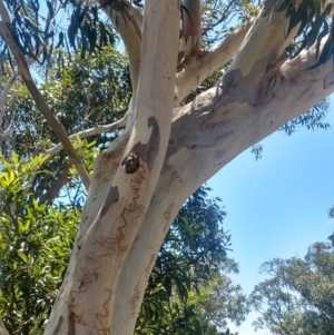 Eucalyptus haemastoma at Nelson Bay, NSW - 13 Dec 2021