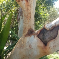 Eucalyptus haemastoma at Nelson Bay, NSW - 13 Dec 2021