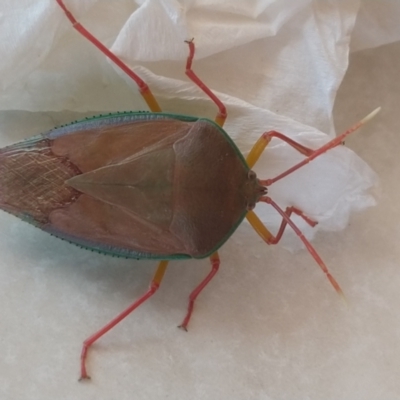 Unidentified Shield, Stink or Jewel Bug (Pentatomoidea) at Nelson Bay, NSW - 13 Dec 2021 by LyndalT