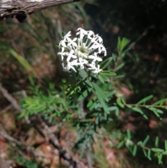 Pimelea linifolia (Slender Rice Flower) at Salamander Bay, NSW - 13 Dec 2021 by LyndalT