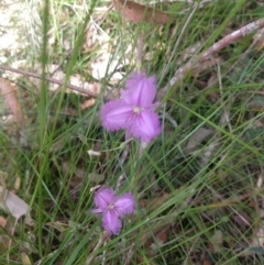 Thysanotus (Genus) (Fringe Lily) at Salamander Bay, NSW - 13 Dec 2021 by LyndalT