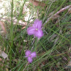 Thysanotus sp. at Salamander Bay, NSW - 13 Dec 2021 11:29 AM