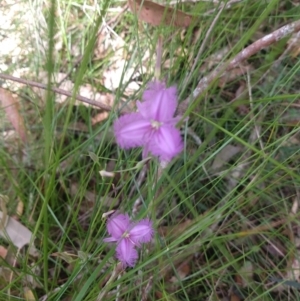 Thysanotus (Genus) at Salamander Bay, NSW - 13 Dec 2021 11:29 AM