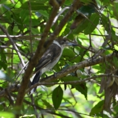 Cracticus torquatus (Grey Butcherbird) at Salamander Bay, NSW - 12 Dec 2021 by LyndalT