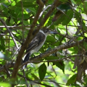 Cracticus torquatus at Salamander Bay, NSW - 13 Dec 2021 10:39 AM