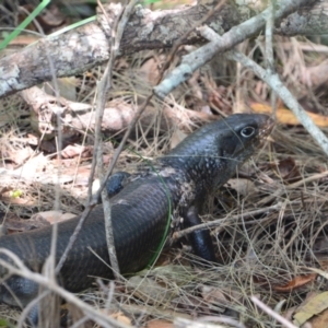 Egernia major at Salamander Bay, NSW - 13 Dec 2021