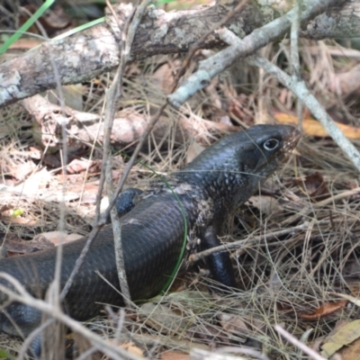 Egernia major (Land Mullet) at Salamander Bay, NSW - 13 Dec 2021 by LyndalT