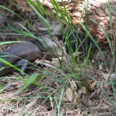 Egernia major at Salamander Bay, NSW - 13 Dec 2021