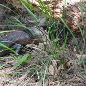 Egernia major at Salamander Bay, NSW - 13 Dec 2021