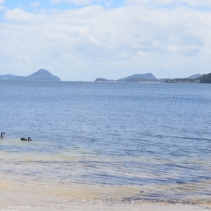 Cygnus atratus at Salamander Bay, NSW - 13 Dec 2021