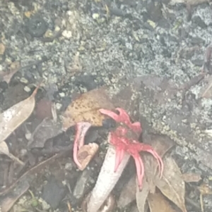 Aseroe rubra at Nelson Bay, NSW - 12 Dec 2021