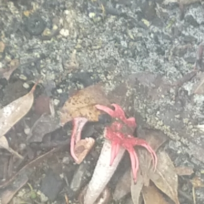 Aseroe rubra (Anemone Stinkhorn) at Nelson Bay, NSW - 12 Dec 2021 by LyndalT