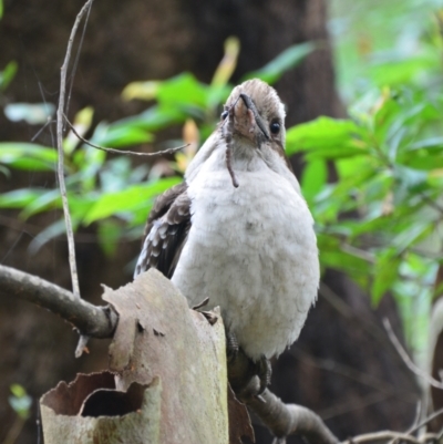 Dacelo novaeguineae (Laughing Kookaburra) at Nelson Bay, NSW - 12 Dec 2021 by LyndalT