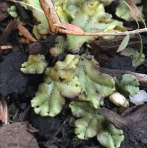 Marchantia sp. (genus) at Garran, ACT - 13 Dec 2021 08:15 PM