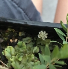 Marchantia sp. (genus) at Garran, ACT - 13 Dec 2021