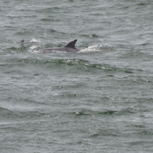 Tursiops truncatus at Shoal Bay, NSW - 13 Dec 2021