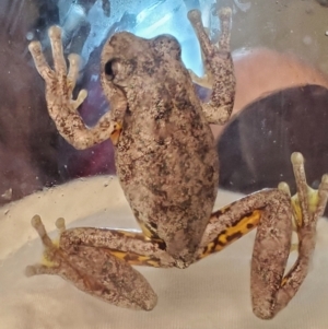 Litoria peronii at Weetangera, ACT - 13 Dec 2021