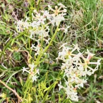 Stackhousia monogyna (Creamy Candles) at Yaouk, NSW - 5 Dec 2021 by KMcCue